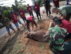 Bea Cukai Tanjungpinang Laksanakan Kurban Lima Ekor Hewan Sapi Di Masjid Baitut Tagwa