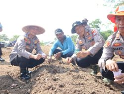 Program Ketahanan Pangan 2025, Kombes Pol Hamam Manfaatkan Lahan Tidak Produktif untuk Tanam Jagung Pipil