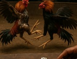 Arena Judi Sambung Ayam Dan Judi Goncang Dadu KM 15 Kembali Beraksi
