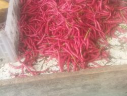 Harga Cabai Tembus Rp 84 Ribu, Bawang Impor Ikut Naik Jelang Nataru