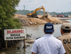Hektaran Mangrove Terancam Ditimbun ? DLH dan DKP Kepri Kompak Bungkam