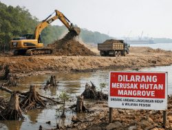 DKP Dan DLH Kepri Diduga Biarkan PT Gandasari Timbun Mangrove di KM 23 Kija