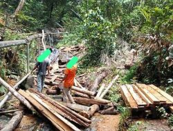 Pembalakan Liar Rambah Hutan Lindung Gunung lengkuas” Instansi Berwenang Tutup Mata