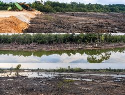 DPW PWO Dwipa Kepri Kecam Aktifitas Penimbunan Hutan Mangrove di Marina Diduga Tanpa Izin AMDAL